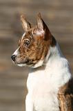 BASENJI 226